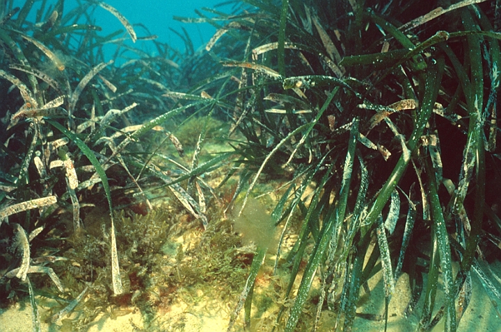 11 Posidonia.jpg - Il fitto intreccio formato dalle radici, dal fusto e dalle foglie, frena l’asporto della sabbia causato dalle correnti marine...
